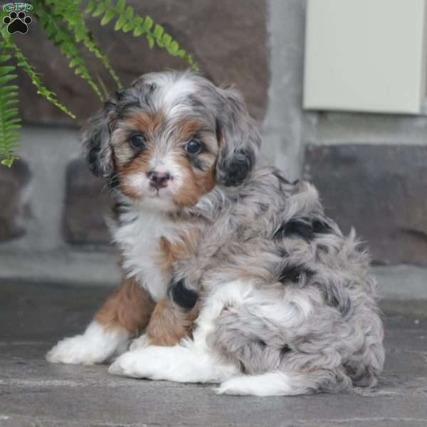 Dreamer, Cavapoo Puppy